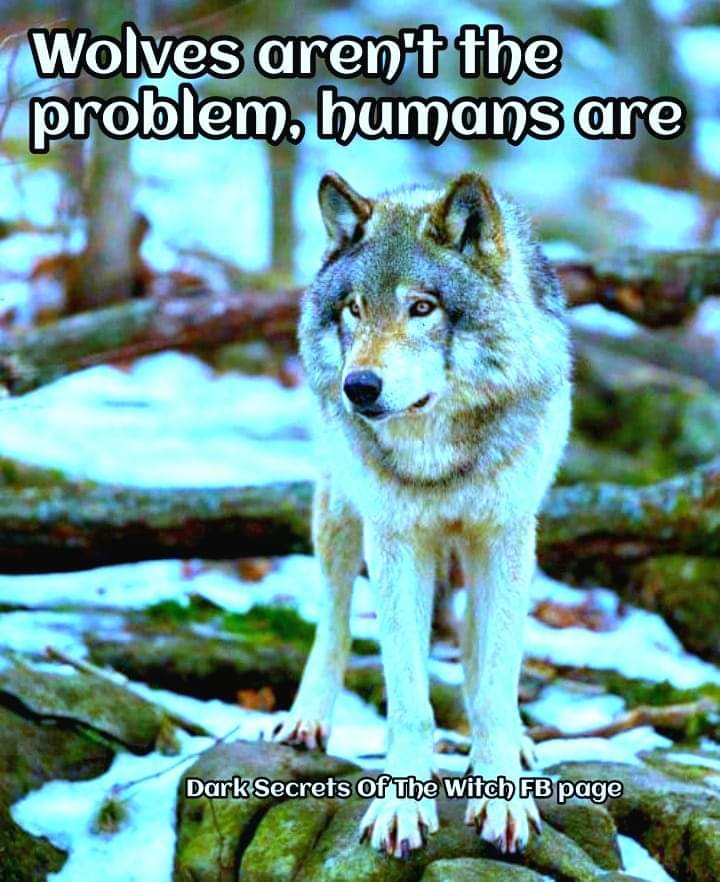 @ThePosieParker Exactly it's not it's #EndangeredSpeciesDay & this day is taken, they have enough days.
#RelistWolves #EndangeredSpeciesDay #BanTrophyHunting #BanTrapping #BanWhacking