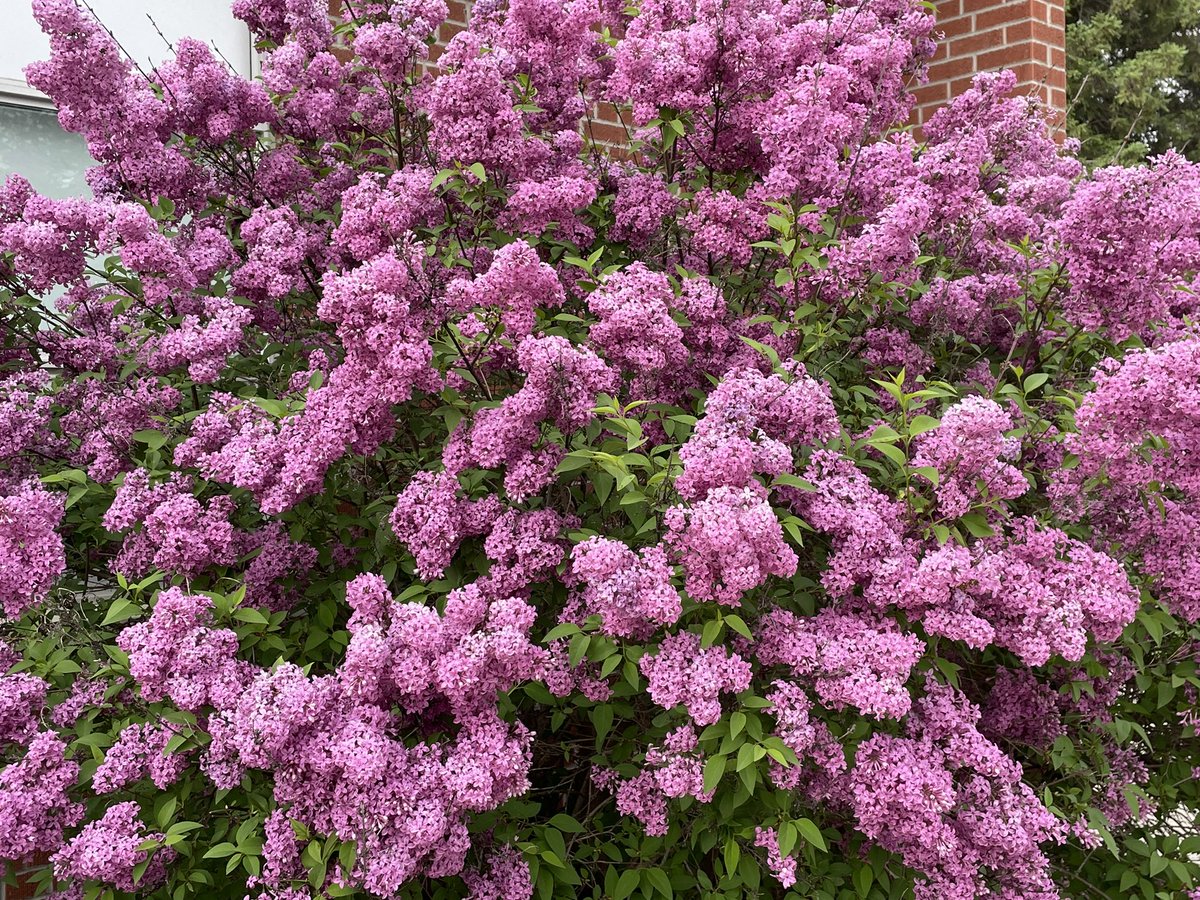 The stages of the lilac bushes at PRES.  They are now in full bloom! If you are out walking or on a bike ride, soak in their beauty! Look for a little friend in a picture. Many winged friends live and depend on these blossoms. @EcoSchoolsCAN @GjacobsG #OwnYourTomorrowPRES