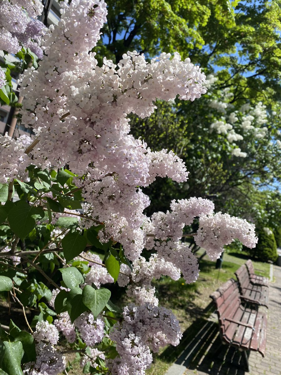 spkblend's tweet image. ライラックお散歩大通公園。色濃いから見どころやね。