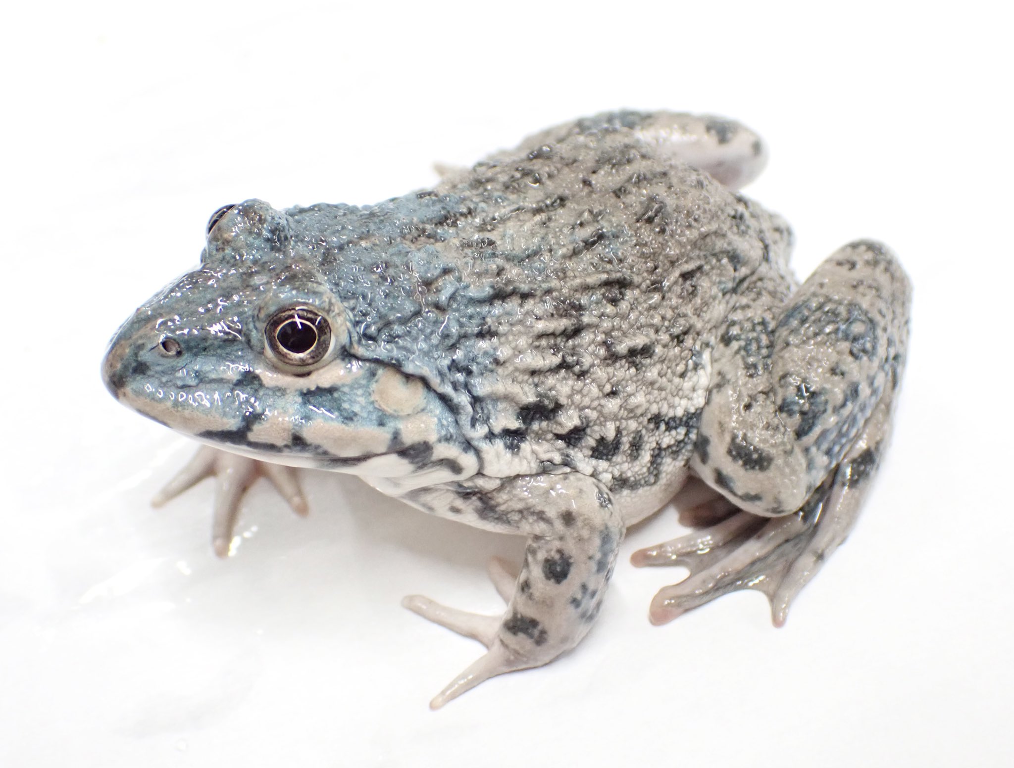 ババトラフガエル 色彩変異個体