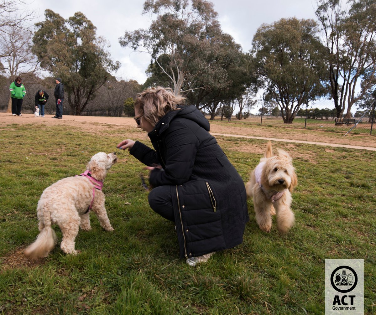 Belconnen is home to one dog park, plus over 30 off-leash areas to allow your four-legged buddy to run around. There are also lots of on-leash locations that you can walk along and see all that Belco has to offer. Find your next dog-friendly walk here 👉 bit.ly/4ajTZFH