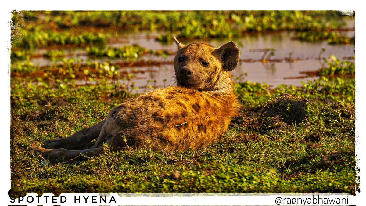 Suprabhat 🙏
'Palat' moment for Spotted Hyena 
#mammals
@SonyAlpha

#SonyAlphaShots
#BirdsSeenIn2024 #birdwatching 
#IndiAves  #natgeoindia
@sanshali1 @Devahoothi @bahutbadadanda @Krishnaa_Murari
@ClimbhiKc @parrrrag