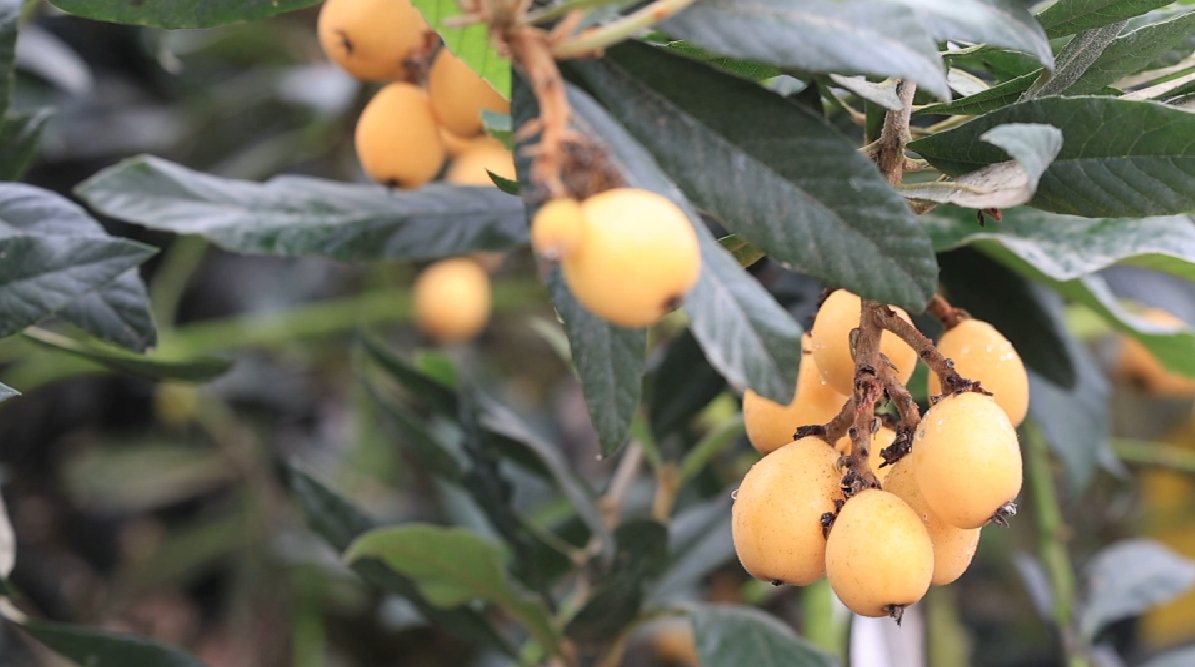 I see loquat in Japan, Thailand, Madagascar and Palestine, I like its Chinese best.