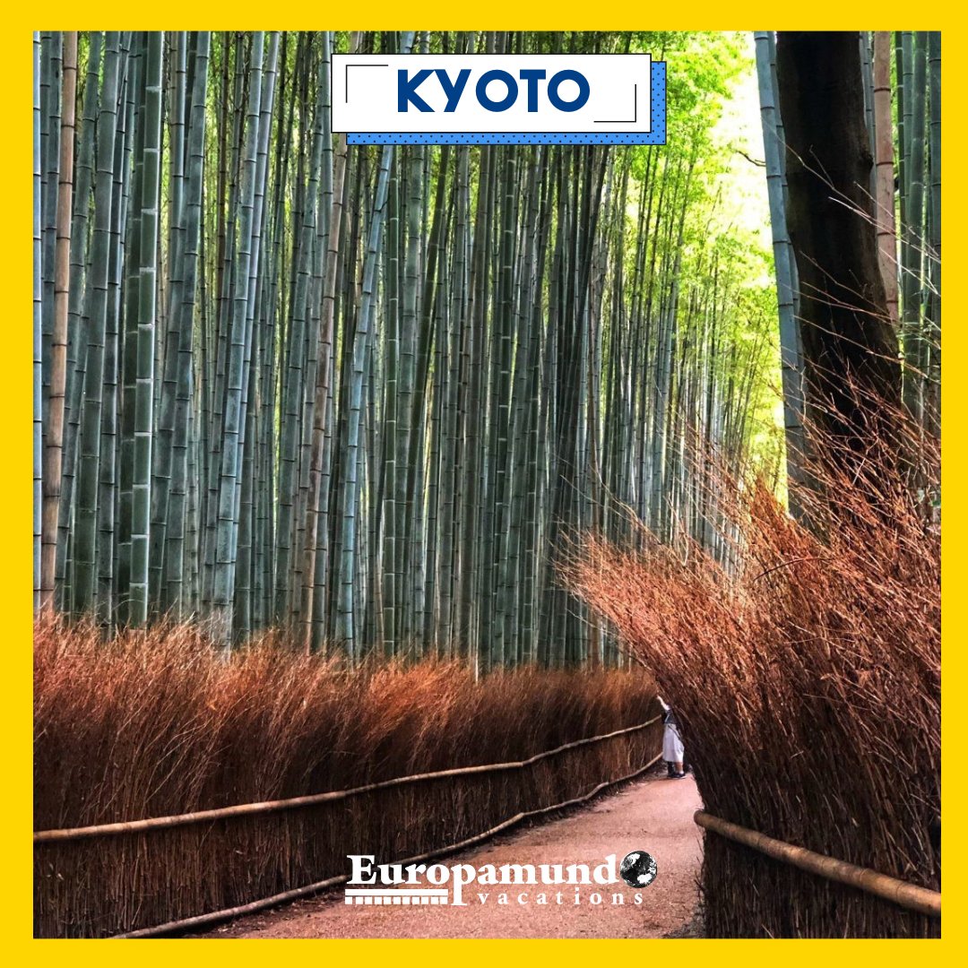 Immerse Yourself in the Serenity of KYOTO with Europamundo! 🏯🌸 Step into a world of ancient temples, traditional tea houses, and stunning cherry blossoms. 🇯🇵✨ #EuropamundoTours #Kyoto #JapaneseHeritage