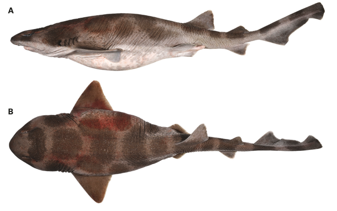 NEW STUDY: Range extension of the Whitefn Swellshark Cephaloscyllium albipinnum (Scyliorhinidae) White and Moore present findings from recent captures which indicate the presence of this species ~950 km west of its previously recorded range. museum.wa.gov.au/sites/default/…