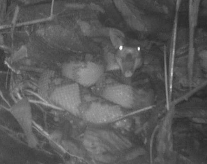 Have you ever seen a Bushmaster, the biggest viper in the world, yawning…??
This and more footage about the day by day life of this amazing snake in the Chocoan region of Ecuador. Follow and support

acortar.link/d9Cvd4