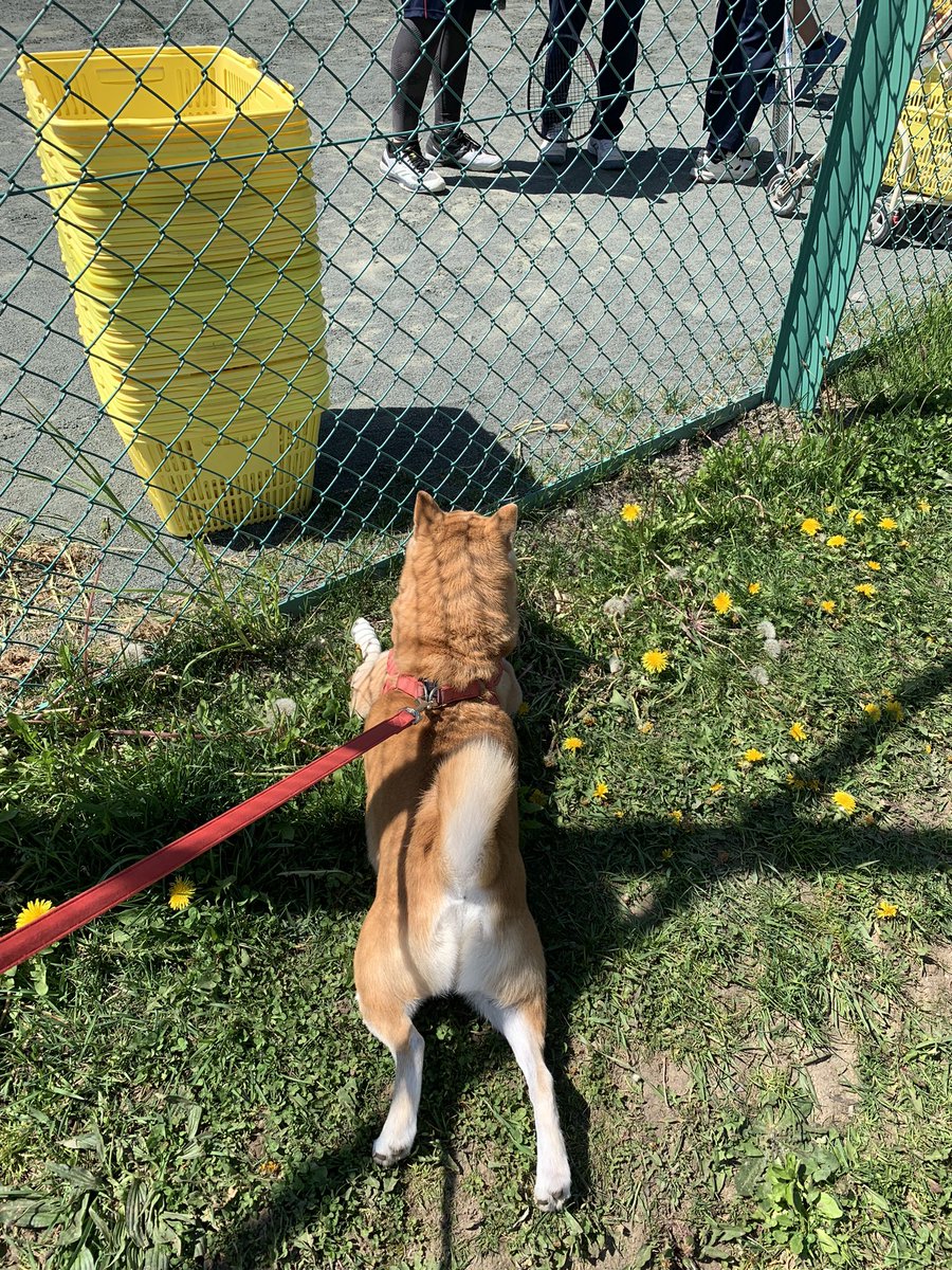 テニスボールが気になって動けません🐕🎾 #柴犬 #柴犬がいる暮らし #散歩中