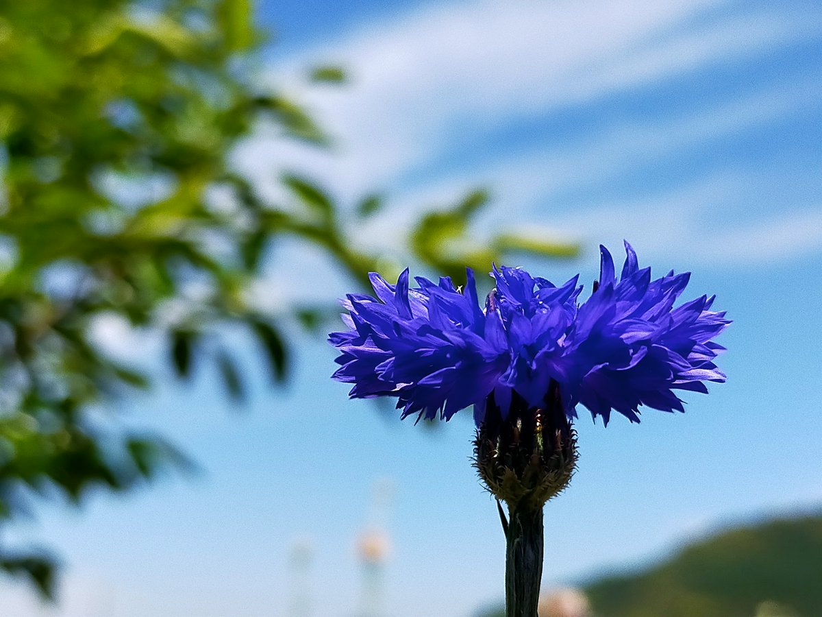 朝陽と夕陽　庭に咲く花
#花が好き　#TLを花でいっぱいにしよう #キリトリセカイ