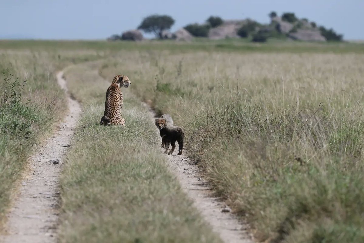 Serengeti Cheetah (@serengeticheeta) on Twitter photo Guided by instinct, fueled by love. The journey of Grace and her cubs is poetry in motion. #cheetahswemonitor
<a href="/SarahMDurant/">Prof Sarah Durant</a> <a href="/hmk_oneill/">Dr Helen O'Neill</a> <a href="/OfficialZSL/">ZSL</a> <a href="/CCIAfrica/">Africa Range Wide Cheetah Conservation Initiative</a> <a href="/AnneWHilborn/">Anne Hilborn</a> <a href="/denzminja271/">Dennis</a> <a href="/MunisiKelvin/">kelvin munisi</a> Guided by instinct, fueled by love. The journey of Grace and her cubs is poetry in motion. #cheetahswemonitor
<a href="/SarahMDurant/">Prof Sarah Durant</a> <a href="/hmk_oneill/">Dr Helen O'Neill</a> <a href="/OfficialZSL/">ZSL</a> <a href="/CCIAfrica/">Africa Range Wide Cheetah Conservation Initiative</a> <a href="/AnneWHilborn/">Anne Hilborn</a> <a href="/denzminja271/">Dennis</a> <a href="/MunisiKelvin/">kelvin munisi</a>