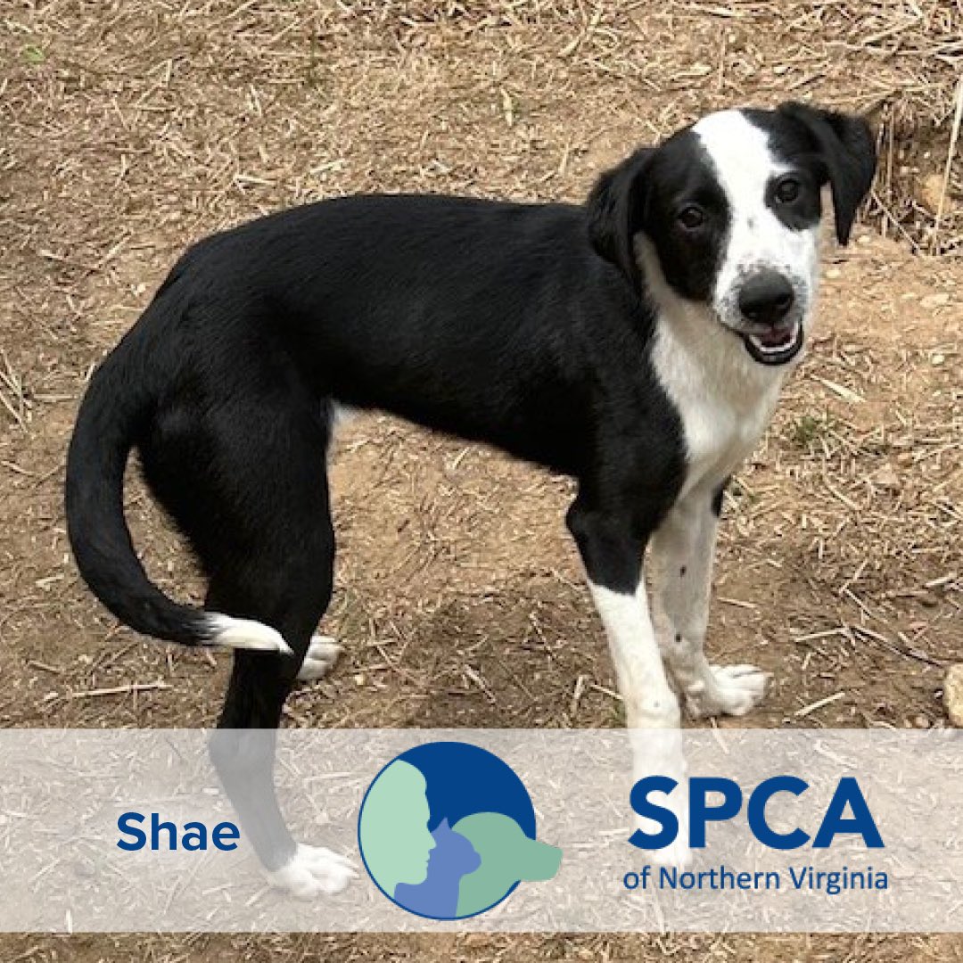 It’s #FurryFriday & we’d like to introduce you to Shae from the SPCA NoVa!
 
Shae would like to be your new BFF. She’s a sweet young lass who likes to sit on your lap.
 
Learn more about her at spcanova.org/adoptable-dogs…
 
#tysonspremier #spcanova #adoptdontshop