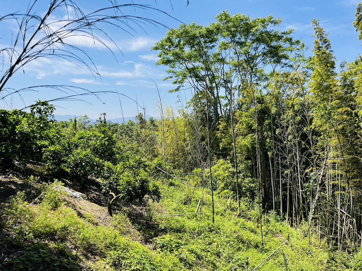 startfromzero23's tweet image. いやいや、竹えぐぅ！！

2週間畑行けなかった罰です…🎋