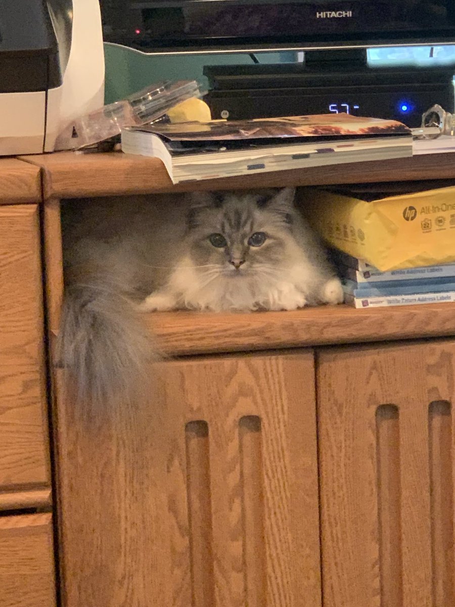 #PostAFavPic4VioletMay24 Day 17 I’m a pack rat…….Mama says the Butler is a pack rat…..he hesitates to throw away paper🙄 There’s barely room for me ♥️😘Ari😘♥️ #CatsOfX