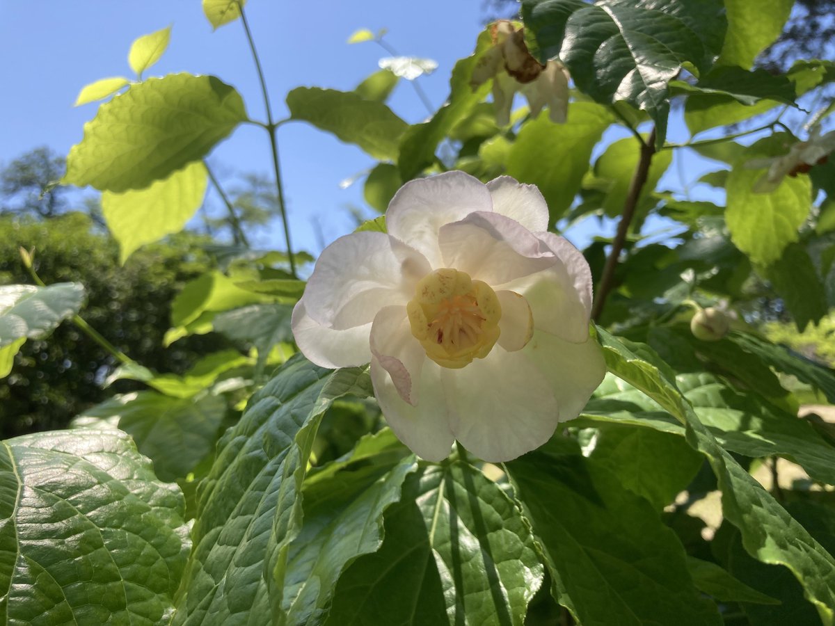 ザクロ、関係なく生えてるタンポポみたいな花、関係なくお茶の木に割って生えるビワ、ナツロウバイ。ナツロウバイは名前の通り花弁に透け感があって綺麗だ〜！