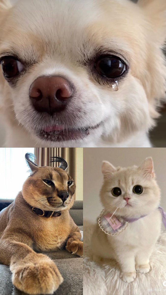 fawithty_'s tweet image. 