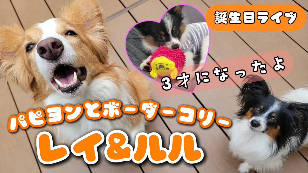 パピヨン様 パピヨンとボーダーコリー♡レイルル♡ココママ (@rei0518lulu0801