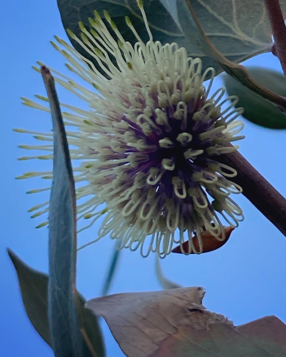The beautiful native hakea is now in flower