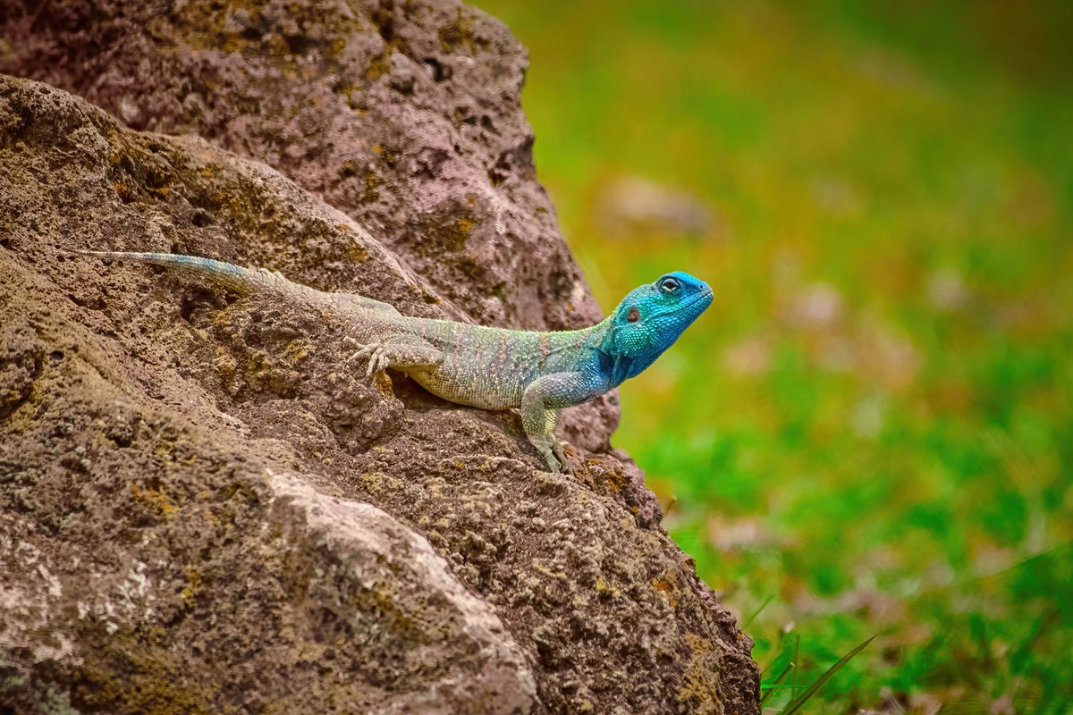 How would you feel if there are colorful dinos living now..? Southern rock agama (Agama atra) | Ngorongoro | Tanzania #tanznaiawildlife #africanwildlife #endemicspecies #reptileswatching #africatravel #earthfocus #lizardfamily #magicalafrica #agamalizards #herping