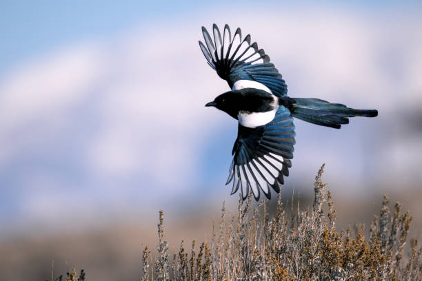 **NEW BLOG** Trigger warning This blog shares a deeply personal journey of miscarriage and the subsequent emotional and physical recovery. It highlights the symbolic connection to magpies, offering hope and resilience, and provides tips and resources for supporting those who