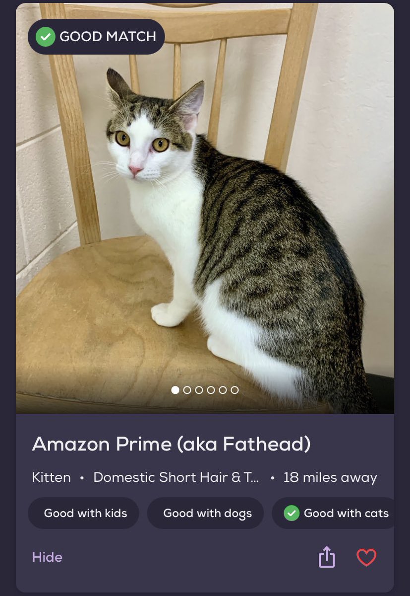 a thread of absurd cat names from my local petfinder