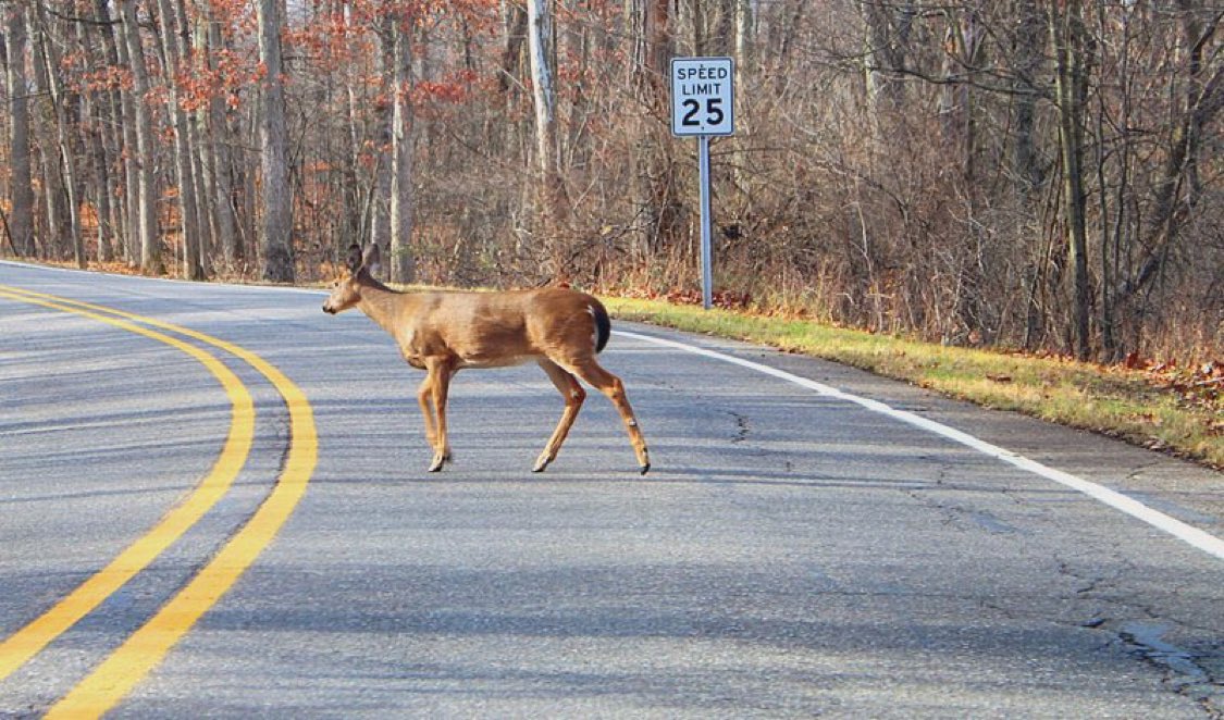JamesMelville's tweet photo. “Looking at life from a different perspective makes you realise that it’s not the deer that is crossing the road, rather it’s the road that is crossing the forest.” https://t.co/NCQEnmoIca