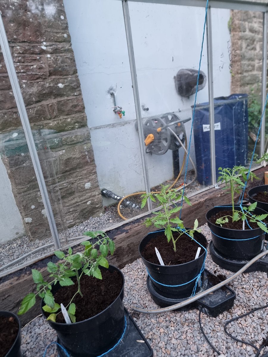 First of the tomatoes planted out