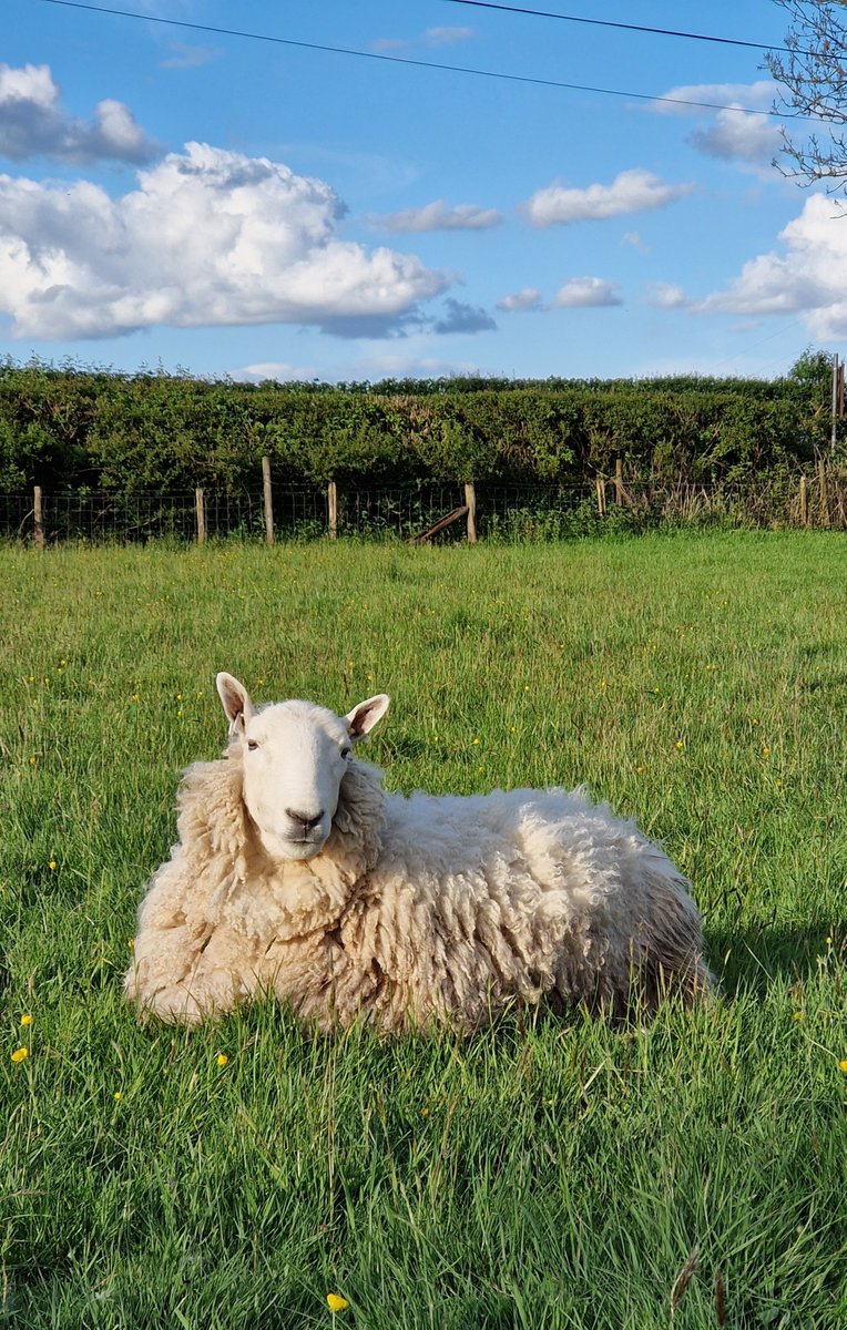 Beautiful Scallywag ❤️ 
Have a lovely weekend everyone ☀️

#animalsanctuary #sheep365 #nonprofit #amazonwishlist #animallovers #foreverhome 

woollypatchworksheepsanctuary.uk