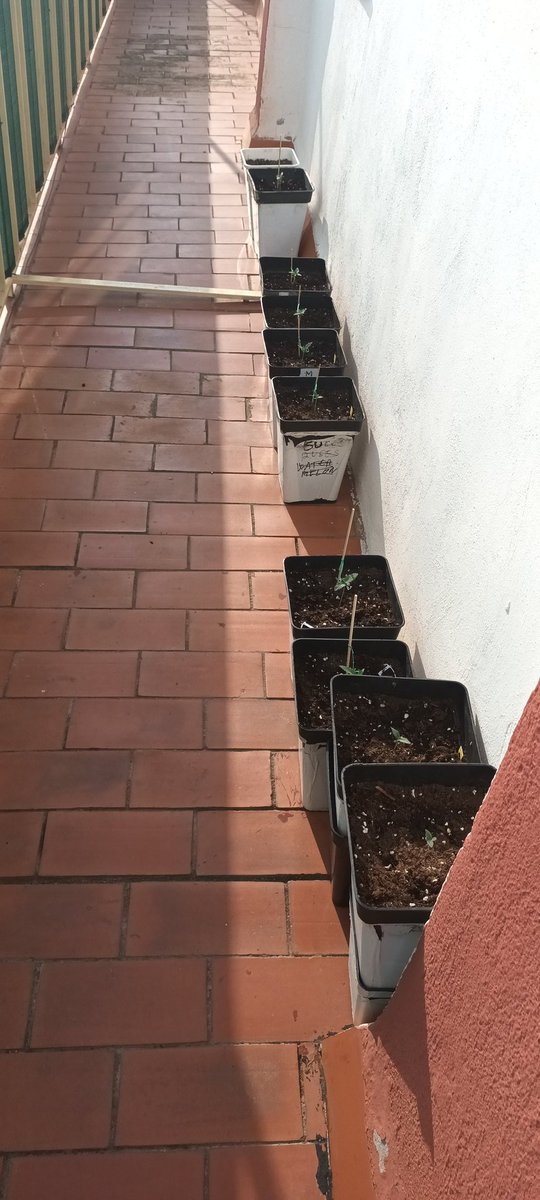 Sin_Pension's tweet image. Bon dia de Sabado ( ete )
Estas niñas van komo kieren. Hay #Mimosa #RedMimosa #BigDevil
Pero hay k planifikar el futuro y yo ... ya lo hecho.