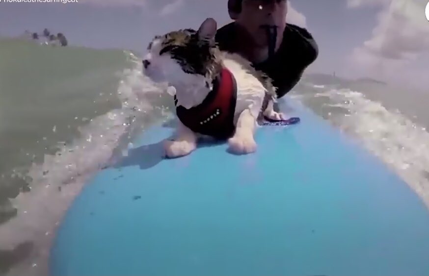 uthorcdswanson's tweet image. Love this!