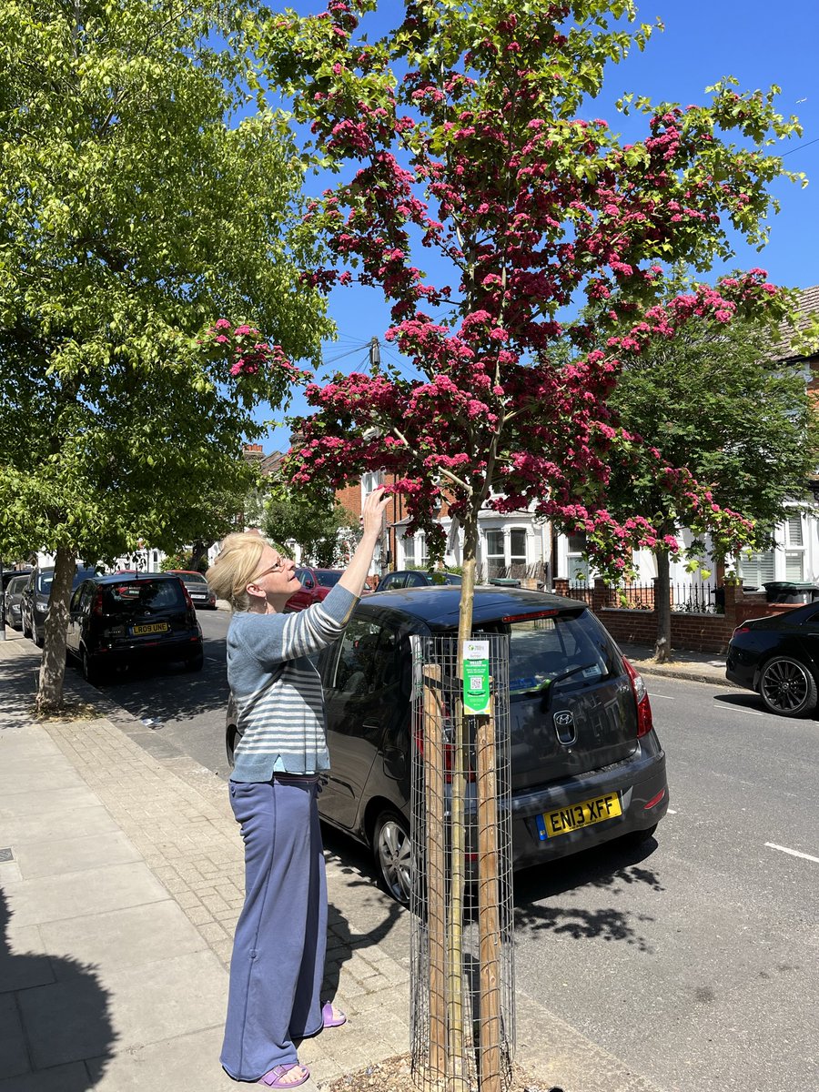 'A society grows great when old men plant trees in whose shade they shall never sit’ so the saying goes, but.. ..if you sponsor a new street tree through @treesforstreets your local council will plant an instant impact tree🌳that’s looking pretty good within a couple of years👍