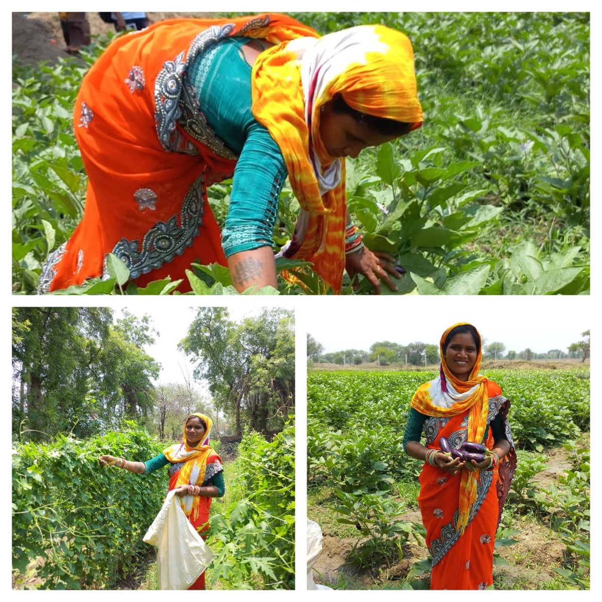 Meet Pratima Kharsel from Dungriguda village. Once a migrant worker, she transformed into a successful farmer through NYDHEE's Mpowered project. With training and support, she now earns ₹50,000 from diverse crops. An inspiring story of empowerment and sustainable agriculture.