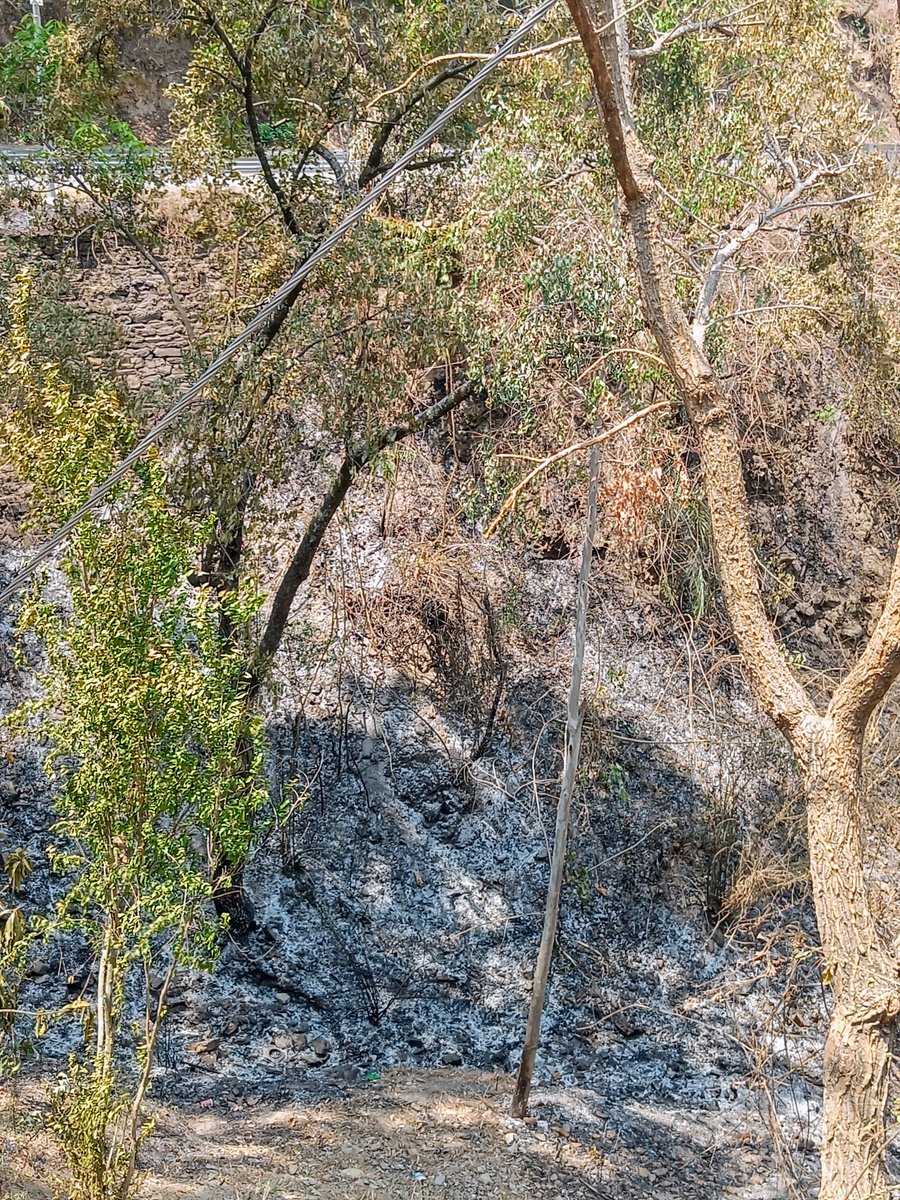 Smoke everywhere on the way to Ranikhet #Uttarakhandforestfire #heat #himalayas