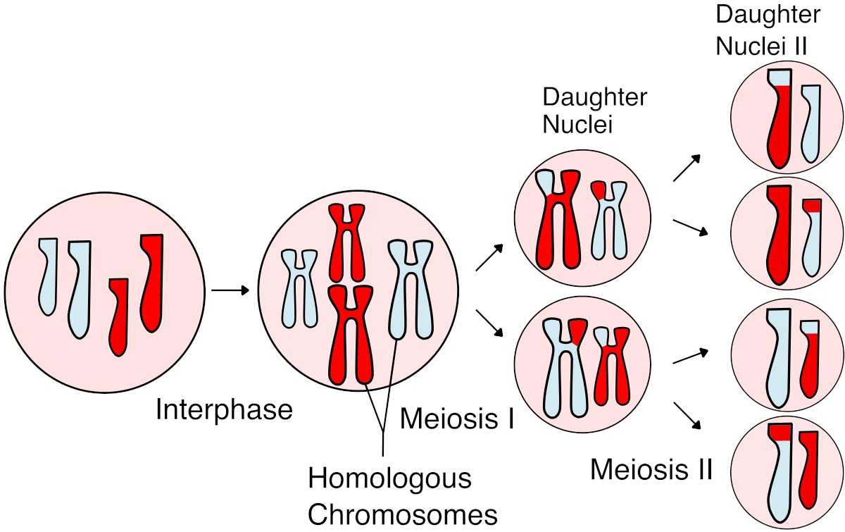 Then it gets weird.

They create something called 'clonal gametes', or reproductive cells that are genetically identical to the parent cells.

This is different from meiosis, which you might remember from 7th grade science class...