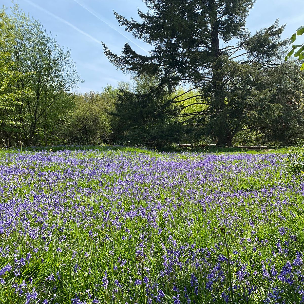 Each year we look forward to seeing our woodland floors covered in bluebells. This glade is near our Big Tree Climb, and take it from us, the smell is incredible! 🙃 Did you know that almost half of the world's bluebells grow in the UK? 🇬🇧 

#bluebells
#spring
#woodland
#dartmoor