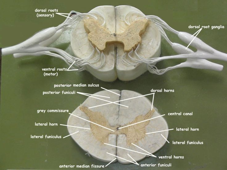 Cross section of the spinal cord