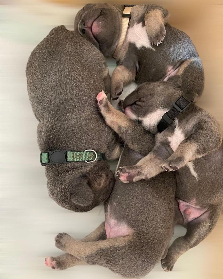 notoriousfrench's tweet photo. #frenchies #frenchie #frenchbulldog #frenchiesofinstagram #frenchielove #dogsofinstagram #frenchieoftheday #frenchiepuppy #frenchielife #bulldog #frenchbulldogs #frenchiesociety #frenchbulldogsofinstagram #dog #puppy #frenchiegram #dogs #bulldogs #puppylove #bulldogfrances https://t.co/eHyGjIQMXW