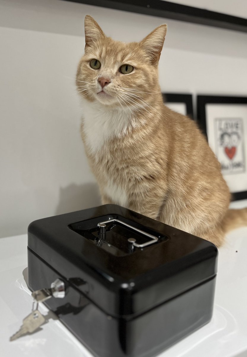 Happy Caturday, I’m helping Mammy at an event today selling her books and I’m in charge of the cash box. I take my duties very serious . Enjoy your day all @aitchisonwrites 😻🧡 #CatsOfX #adoptdontshop  #rescuecat #catlovers  #caturday