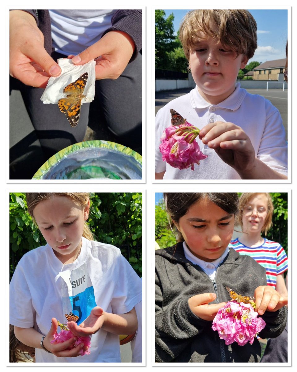 Primary 4, 4/5 and 5/6 have been closely watching and monitoring the process of their caterpillars 🐛 turning into butterflies 🦋.  Yesterday on a sunny afternoon they released them and got a chance to have a close look at them before they flew away,  #butterflies