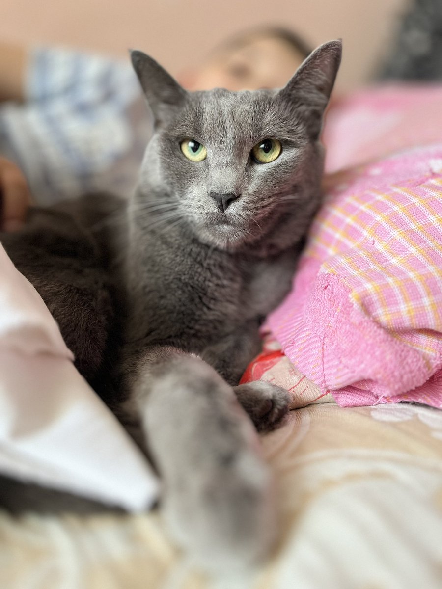 Meet the Siri 🐈‍⬛🥰
#siri #Euro2024 #iphone