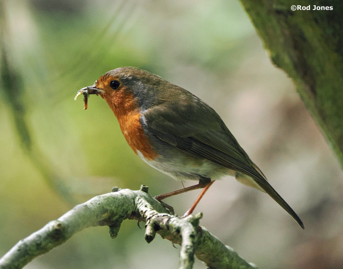 Robin with caterpillar snack in Shelf Woods, Halifax. #ThePhotoHour #TwitterNaturePhotography #wildlife #nature #birdsphotography