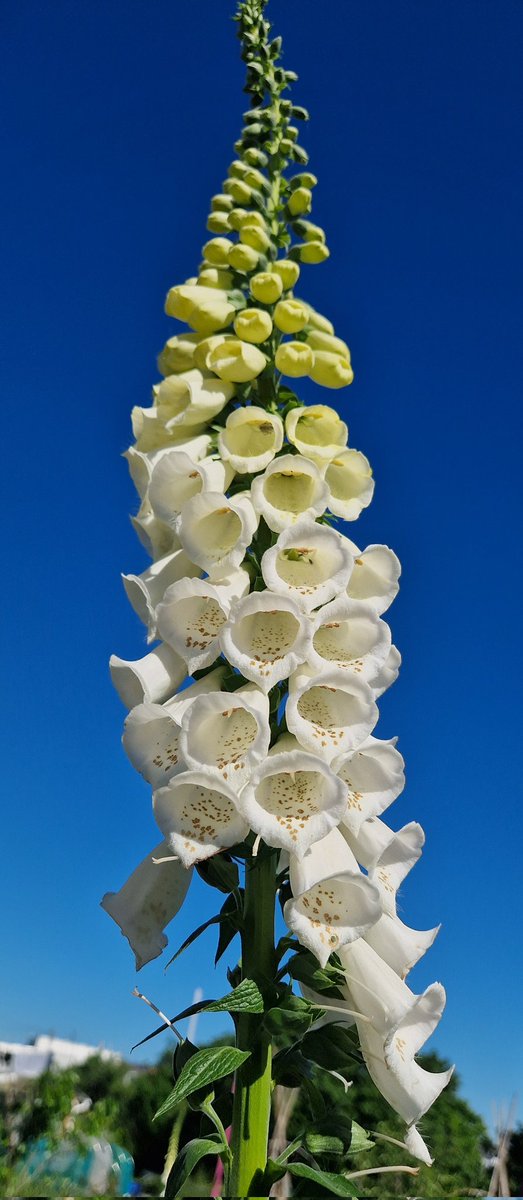 This glorious foxglove is now over 6 ft tall, and it always blows my mind that you can cultivate such a beautiful plant, just from one tiny seed 🩷 I sowed it on Summer Solstice last year, planted out in September 🌱 I will collect its seeds and repeat it again next month 🥰