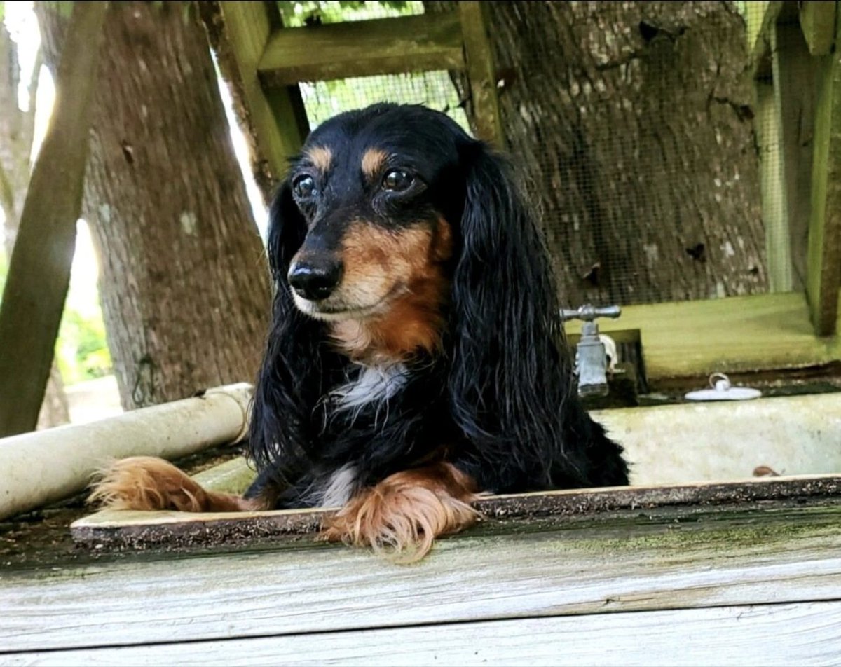 Hildy and Molly RIP 🌈💔 tweet media