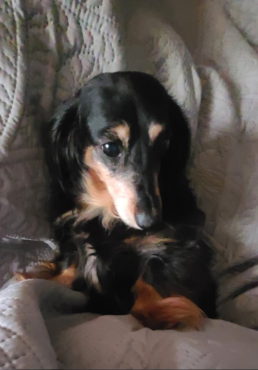 Hildy and Molly RIP 🌈💔 tweet media