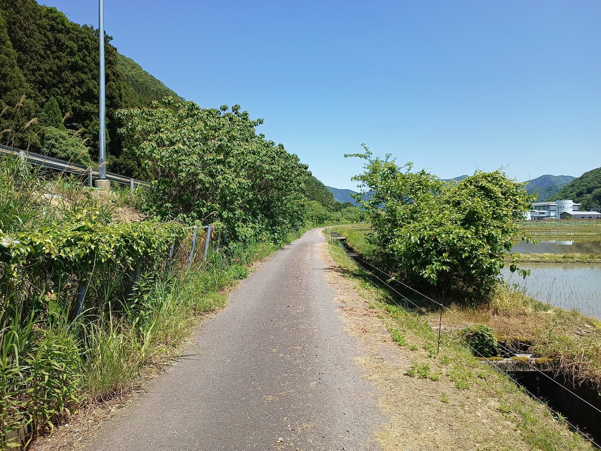 湯尾駅反対側への道中。
この場所、独特な生態系があるんじゃなかろうかと思ってしまう。