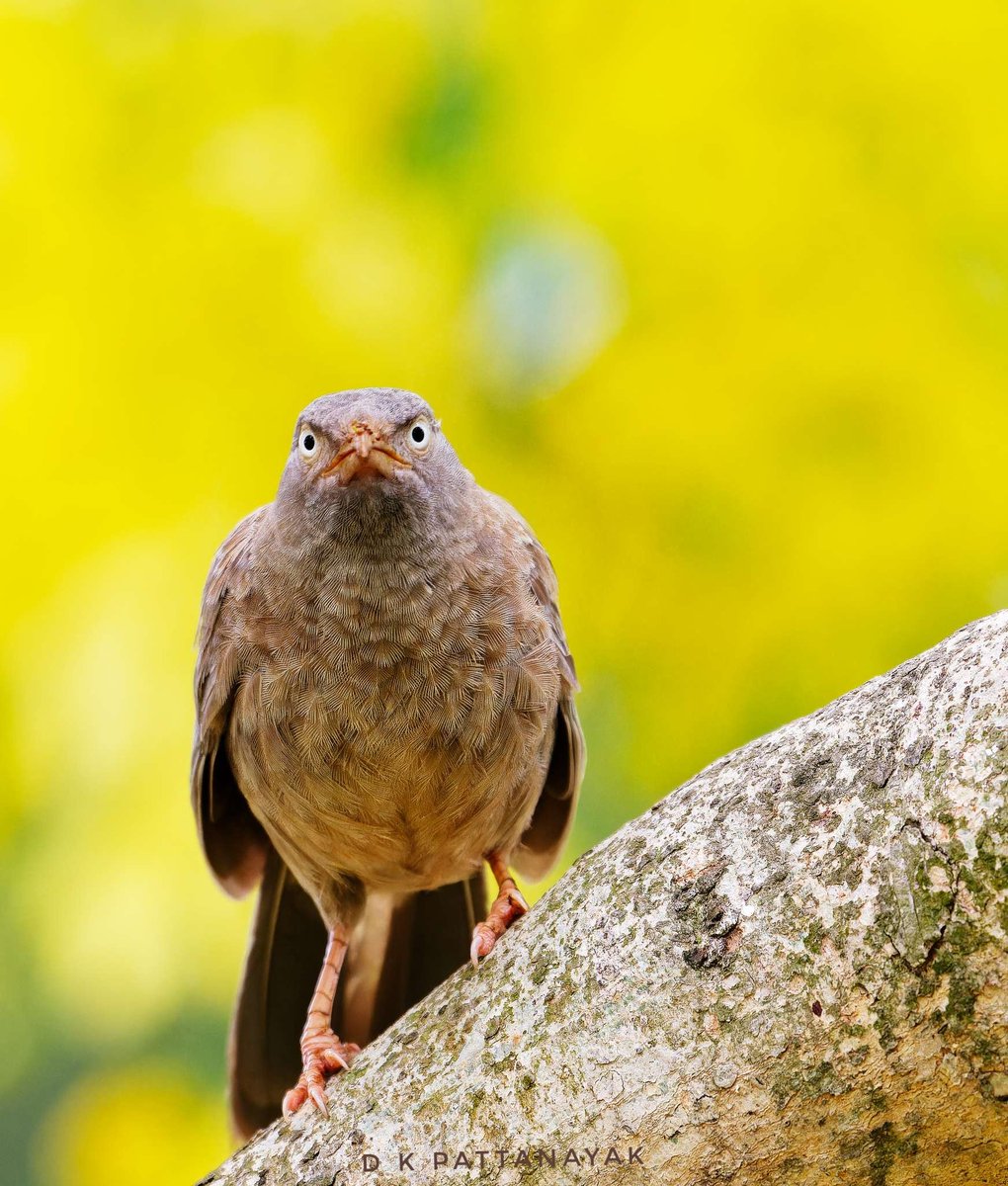 What the heck, that stalker-photographer once again!
Jungle Babbler (Argya striata) against a backdrop of flowering Indian Laburnum (Cassia fistula) trees.
#IndiAves #ThePhotoHour #BBCWildlifePOTD #natgeoindia #Bhubaneswar #odisha #india