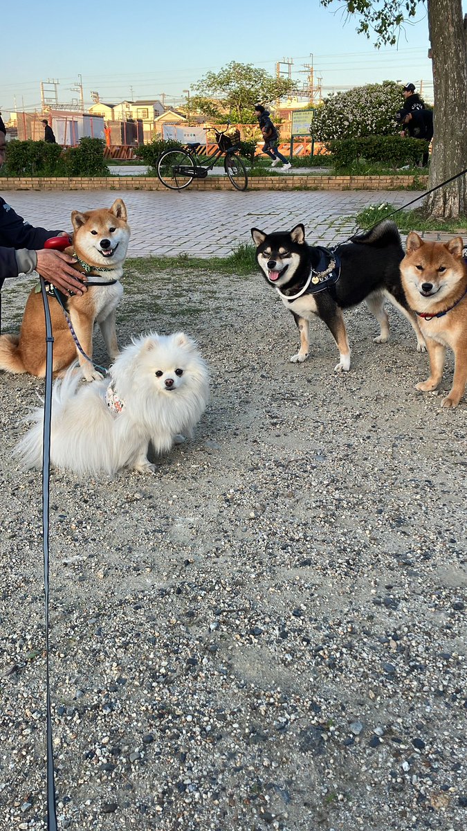 ←にこにこ豆太😄
→大好きなパパによしよしされてご満悦✨
 #犬のいる暮らし #犬 #豆太 #拒否柴 #柴犬笑顔 #うちの子が可愛すぎる