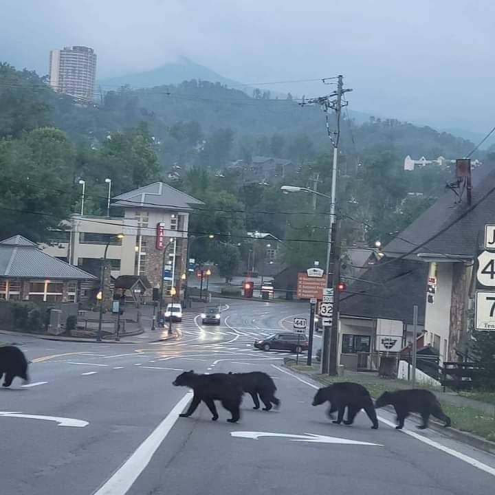 The Usual Visitors In #Gatlinburg 🐻 🤎
(2 Days Ago)