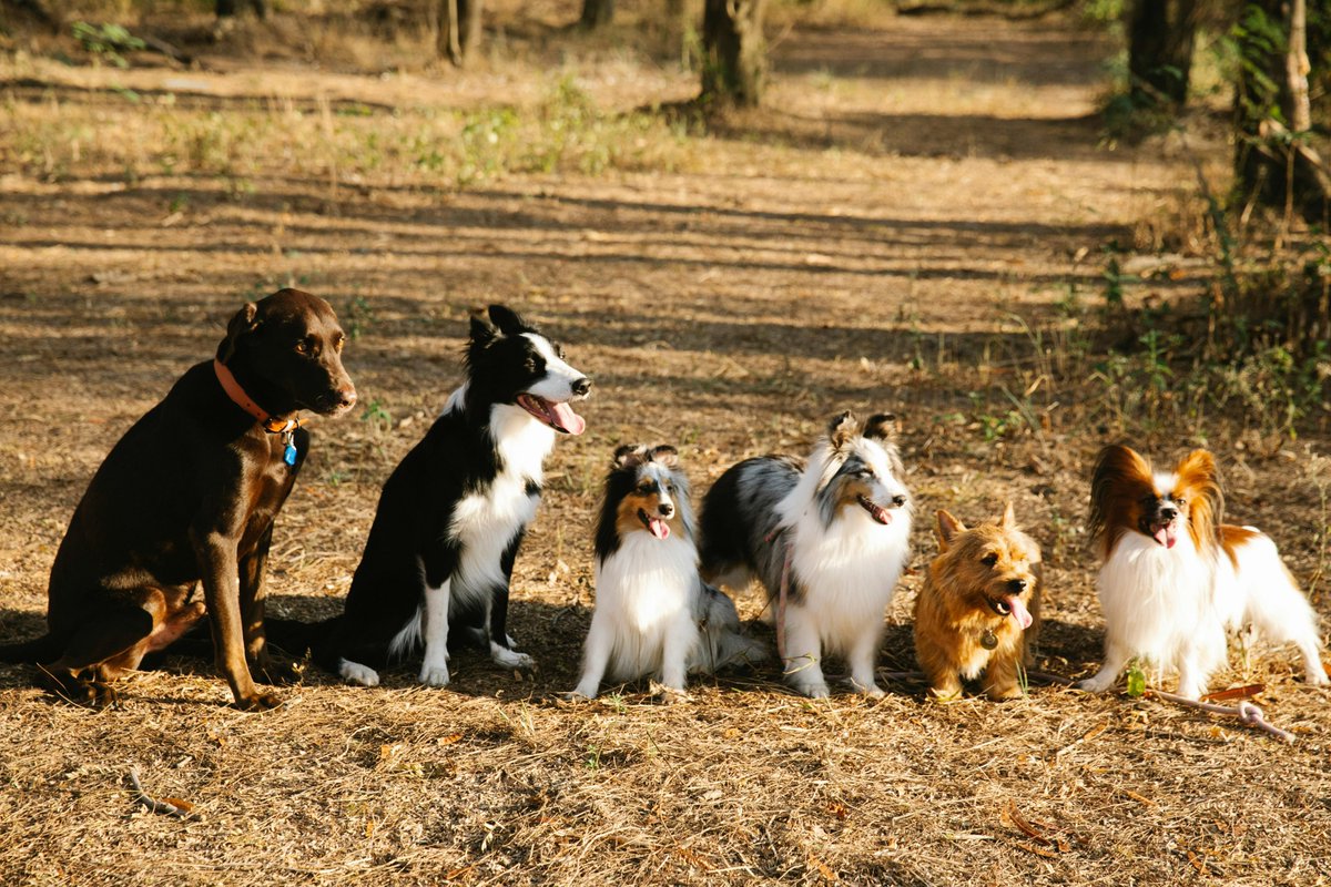 🐾🌍 Discover the diversity of dog breeds! 🐶✨ With over 340 recognized breeds worldwide, there's a perfect pup for everyone. From tiny teacup pups to majestic giants, each breed brings unique charm and joy. Celebrate our furry friends! 🌟🐾 #DogDiversity #FurryFriendsForLife