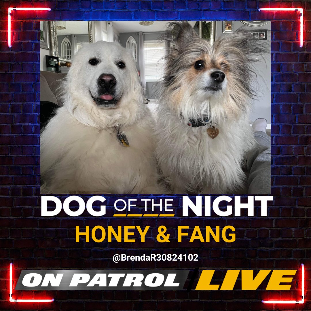 Tonight's #OPLive #DogoftheNight is shared between HONEY & FANG. Congratulations, @BrendaR30824102.

#OPNation #REELZ #OPWeekend