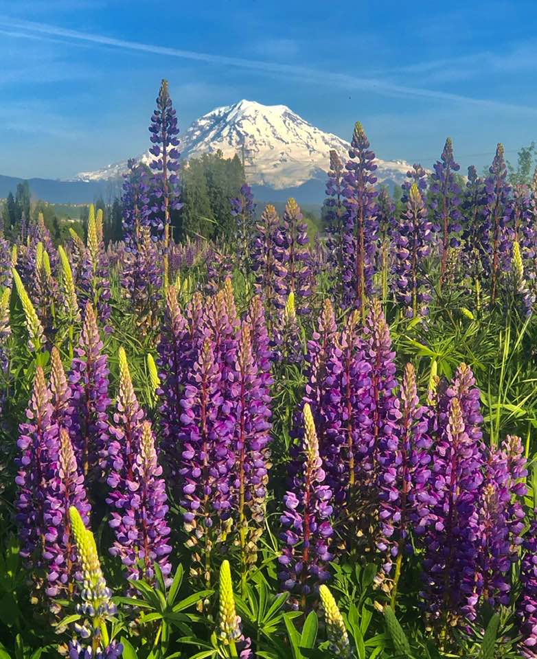 Mount Rainier from Puyallup 💜🗻 📸: Ross Troxa