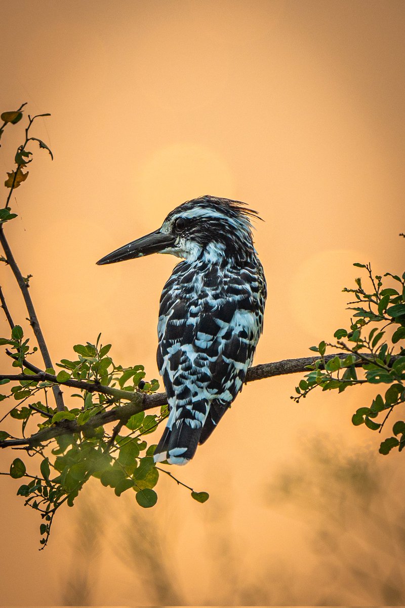 Pied Kingfisher...perhaps my closest encounter with this bird so far !! Somewhere on the outskirts of #Nagpur #photography #ThePhotoHour #SonyAlpha #SonyA7iv #IndiAves #birdphotography #birdwatching #BirdsofIndia #BBCWildlifePOTD